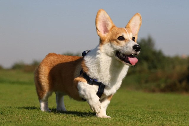 瑞典柯基犬资料介绍和图片 瑞典柯基犬好养吗