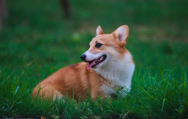 瑞典柯基犬资料介绍和图片 瑞典柯基犬好养吗