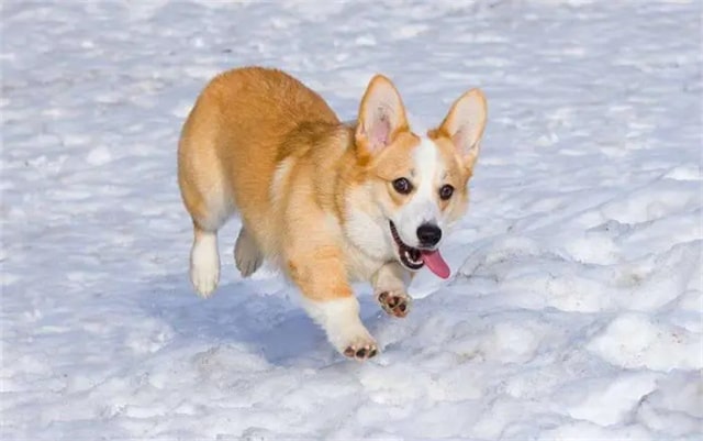 瑞典柯基犬资料介绍和图片 瑞典柯基犬好养吗