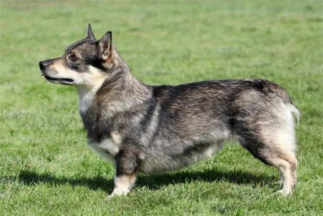 瑞典柯基犬资料介绍和图片 瑞典柯基犬好养吗