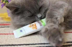 猫草和化毛膏哪个效果更好？该怎么选择？