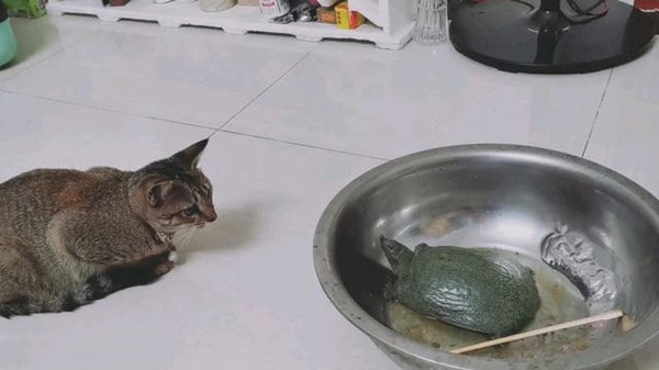 猫能不能吃鳖