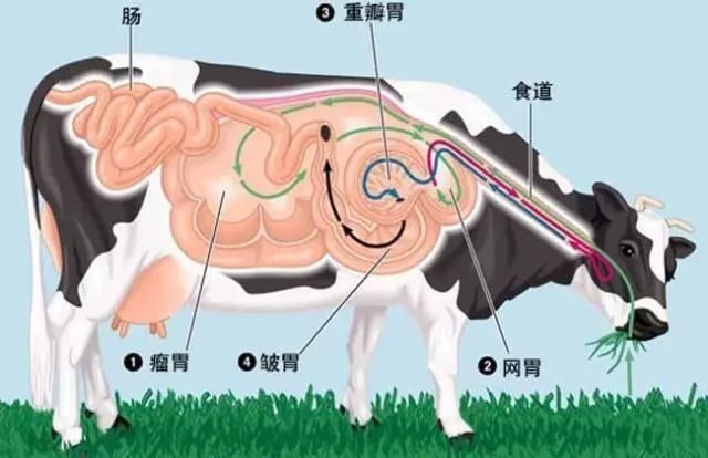 牛有几个胃分别是什么名字