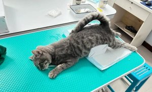 猫为什么要绝育 猫咪绝育的好处