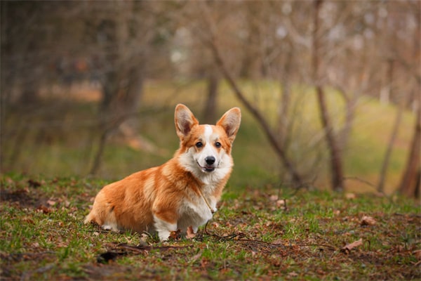 小型宠物犬品种大全