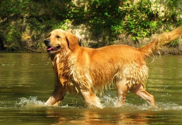 金毛狗身高 金毛犬一般身高是多少