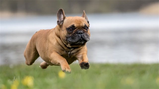 法国斗牛犬资料图片 法国斗牛犬多少钱一只