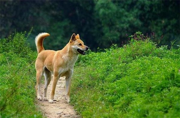 中华田园犬介绍及图片 中华田园犬多少钱一只