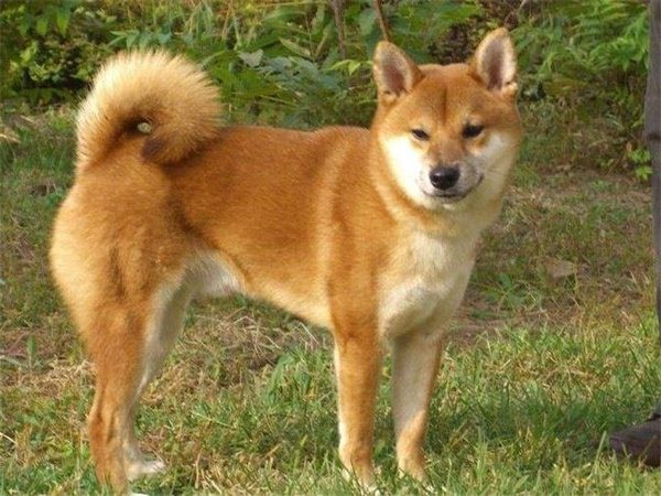 中华田园犬介绍及图片 中华田园犬多少钱一只