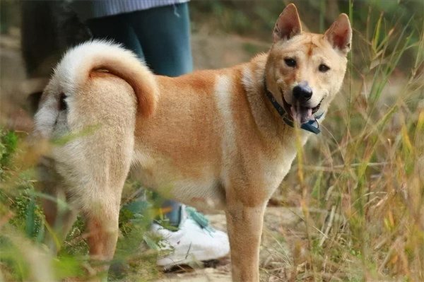 中华田园犬介绍及图片 中华田园犬多少钱一只