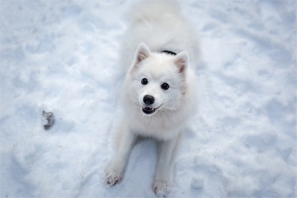 日本银狐犬介绍及图片 银狐犬一只最少多少元