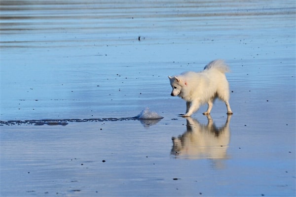 日本银狐犬介绍及图片 银狐犬一只最少多少元