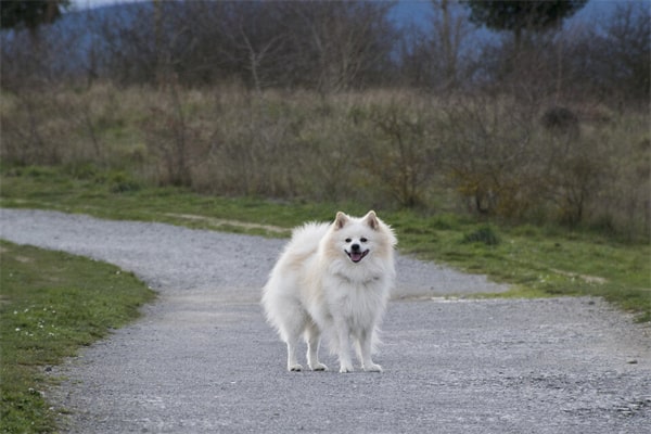 日本银狐犬介绍及图片 银狐犬一只最少多少元