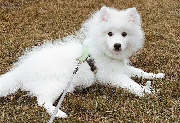 日本银狐犬介绍及图片 银狐犬一只最少多少元