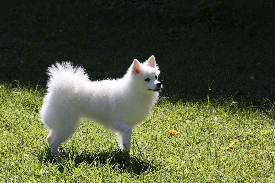 超可爱的银狐犬图片大全 日本银狐犬高清正面照片