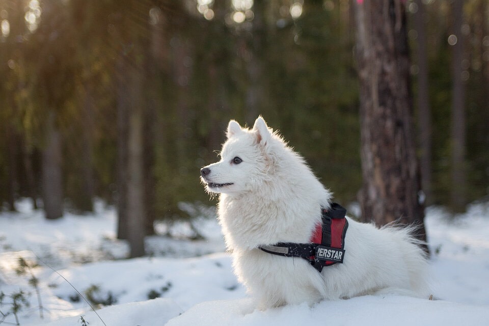 超可爱的银狐犬图片大全 日本银狐犬高清正面照片