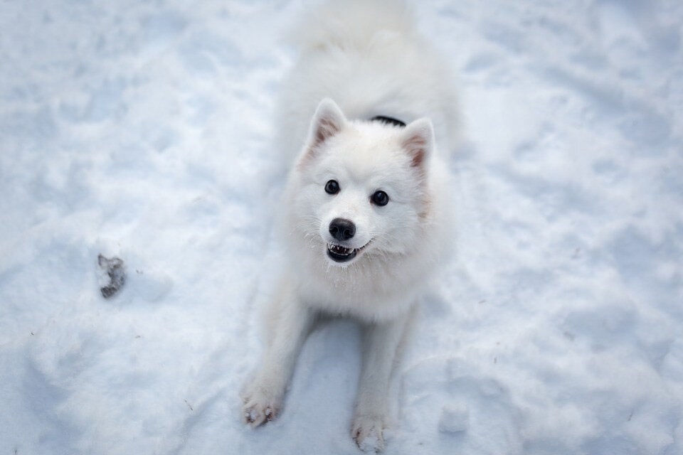 超可爱的银狐犬图片大全 日本银狐犬高清正面照片