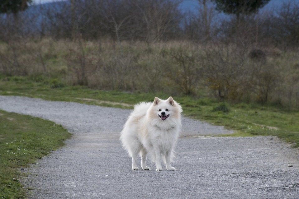 超可爱的银狐犬图片大全 日本银狐犬高清正面照