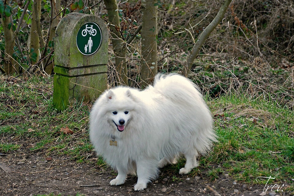 超可爱的银狐犬图片大全 日本银狐犬高清正面照片