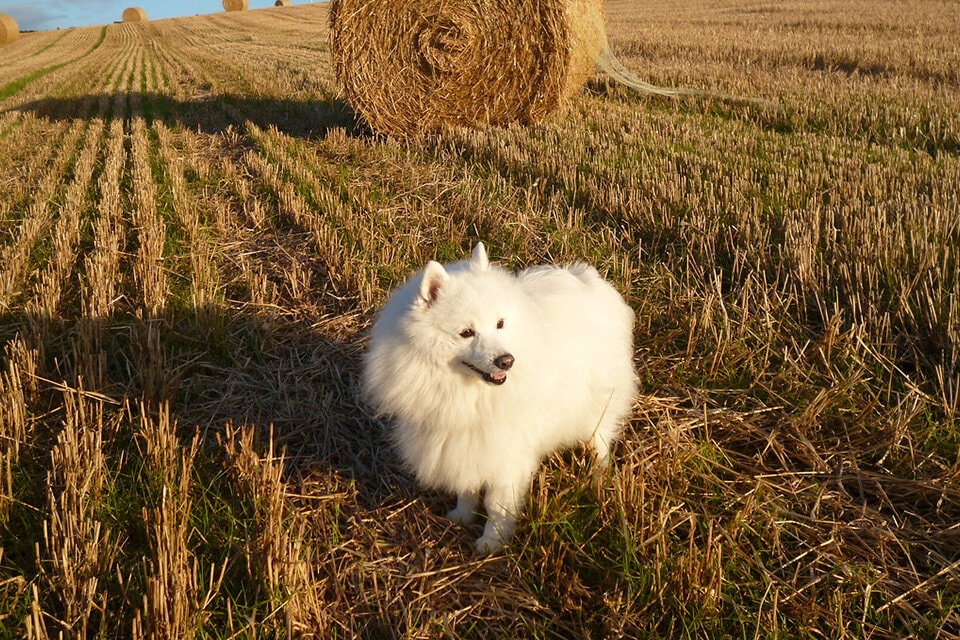 超可爱的银狐犬图片大全 日本银狐犬高清正面照片