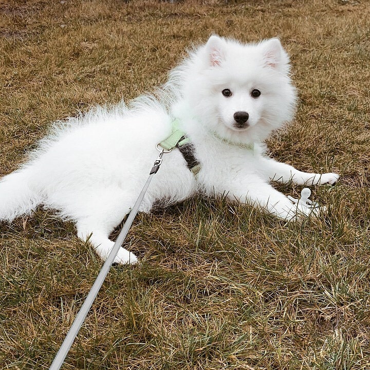 超可爱的银狐犬图片大全 日本银狐犬高清正面照片