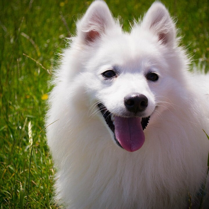 超可爱的银狐犬图片大全 日本银狐犬高清正面照片