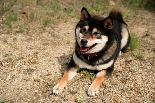 柴犬价格一般要多少钱一只