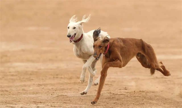 中国细犬资料及图片 细犬价格多少钱一只