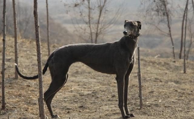 中国细犬资料及图片 细犬价格多少钱一只