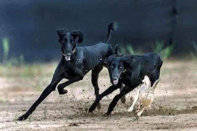 中国细犬资料及图片 细犬价格多少钱一只