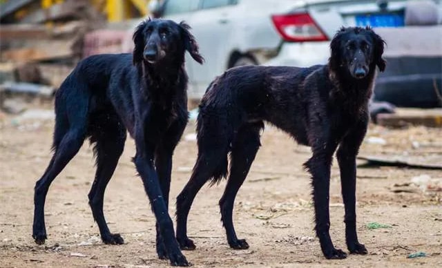 传说中的“哮天犬”中国细犬，为什么很少人养？