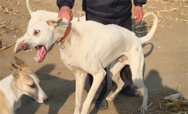 传说中的“哮天犬”中国细犬，为什么很少人养？