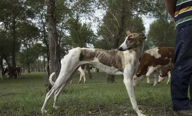 传说中的“哮天犬”中国细犬，为什么很少人养？