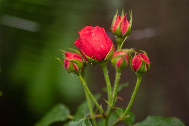 月季的花语与寓意是什么