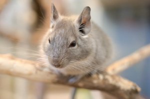 超萌龙猫图片大全 真实活体龙猫毛丝鼠高清照片图片