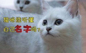 猫能听懂自己的名字吗