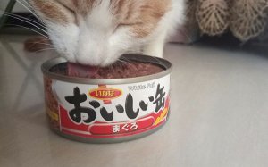 两个月的猫咪可以吃罐头吗