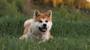 秋田犬如何饲养