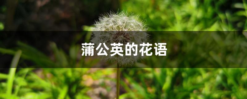 蒲公英的花语