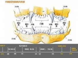 狗狗牙齿年龄图解，快来了解一下