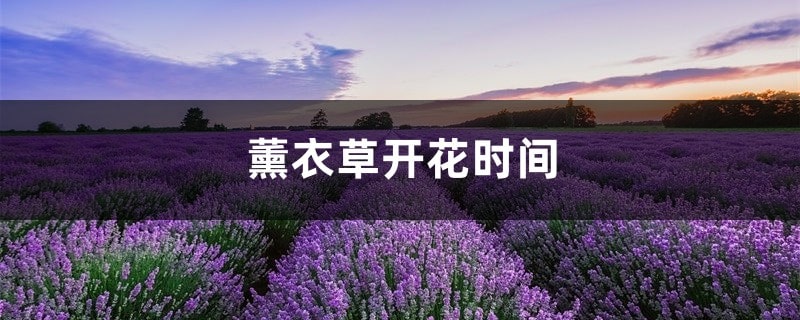 薰衣草什么时候开花