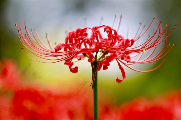 花语是救赎的花