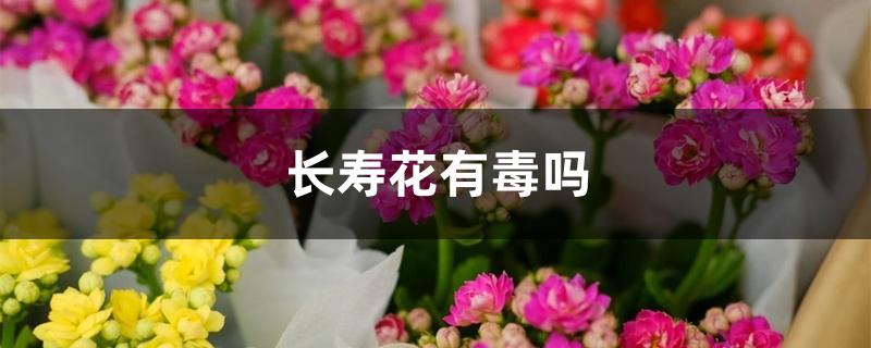 长寿花有毒吗