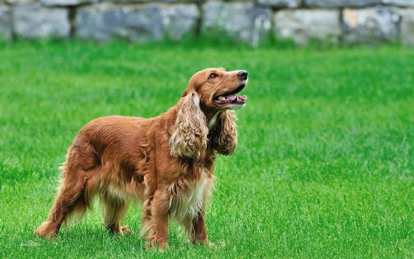 美国可卡犬有什么颜色？ 27种颜色让你看花眼