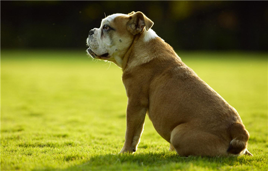 美国可卡犬有什么颜色？ 27种颜色让你看花眼美国可卡犬的所有颜色标准_惠宠_萌狗网