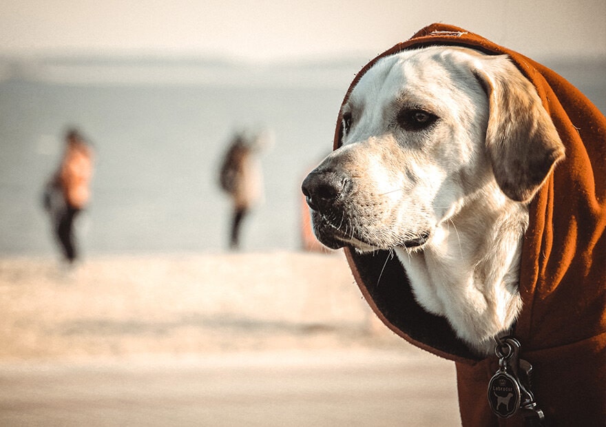 忠诚狗狗拉布拉多犬图片 拉布拉多寻回犬图片