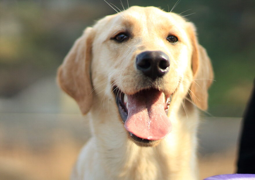 忠诚狗狗拉布拉多犬图片 拉布拉多寻回犬图片