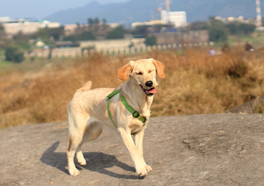 忠诚狗狗拉布拉多犬图片 拉布拉多寻回犬图片