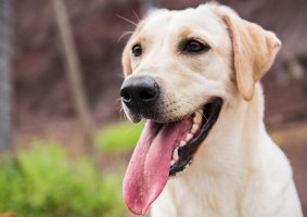 忠诚狗狗拉布拉多犬图片 拉布拉多寻回犬图片