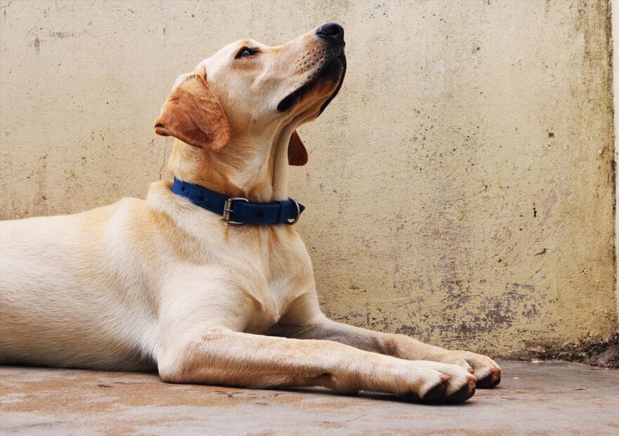 忠诚狗狗拉布拉多犬图片 拉布拉多寻回犬图片